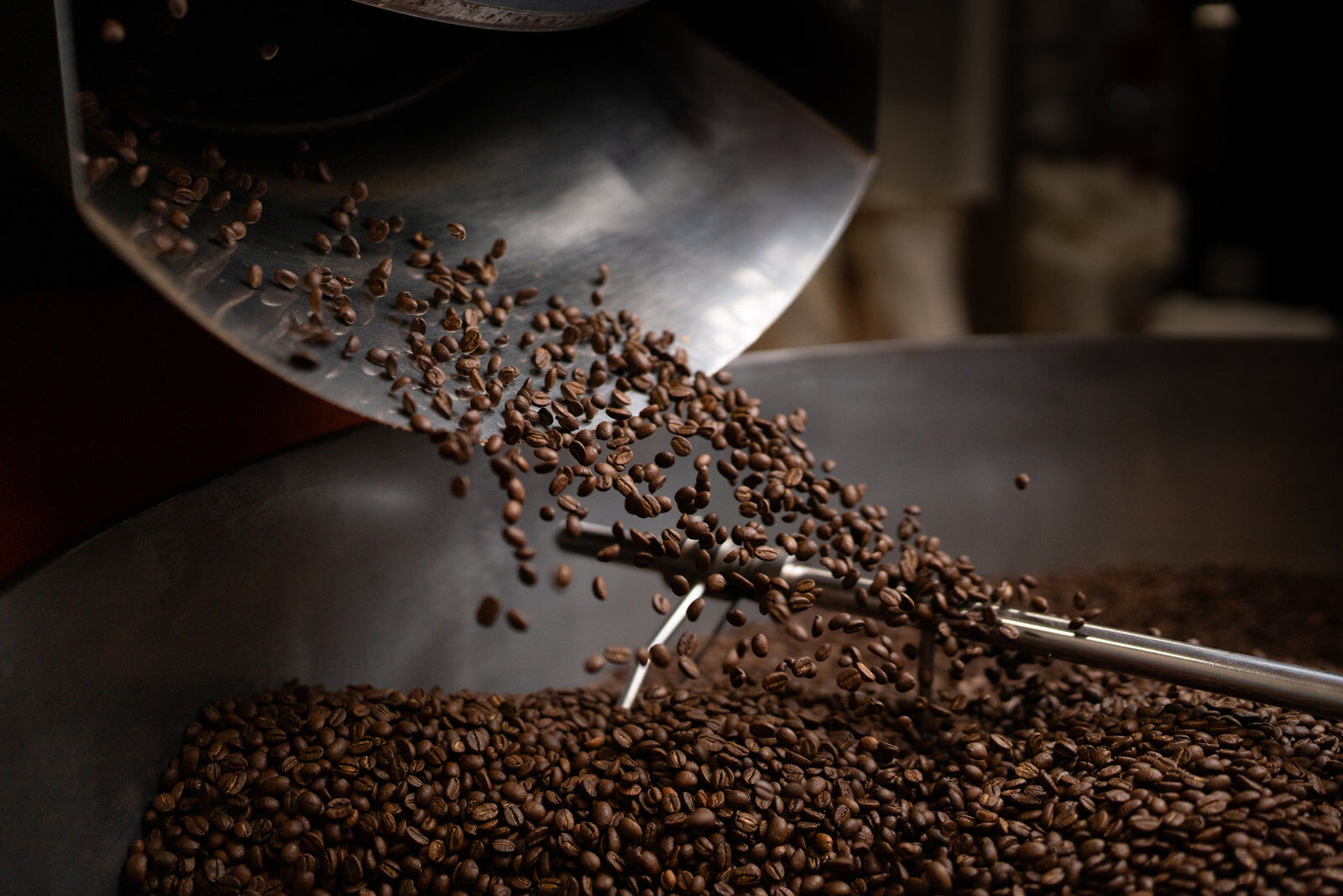 Roasted coffee beans pouring from the roaster into the cooling tray